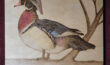 Wood Duck on a 16” X 20” panel